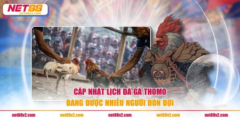 Cập nhật lịch đá gà Thomo đang được nhiều người đón đợi